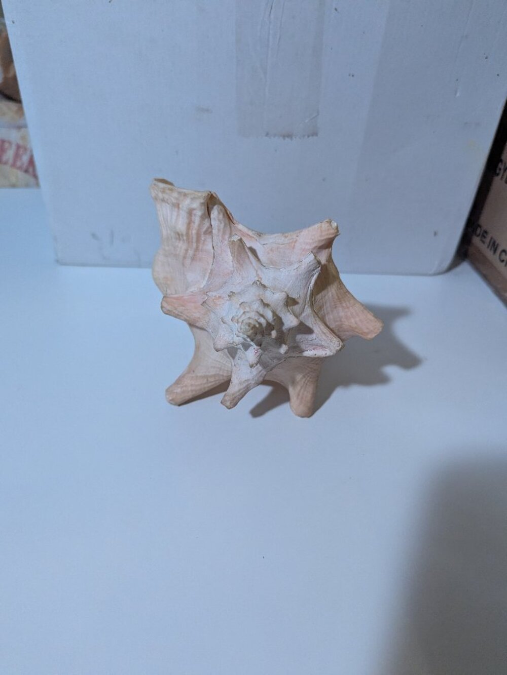 Queen Conch Shell - Picture 2 of 5